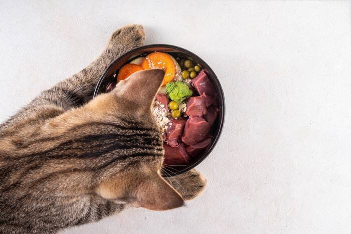 猫の健康維持に必要な『栄養素』4つ　体に与える働きから摂取のポイントまで