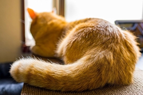 猫に声をかけると『しっぽで返事』する理由3つ　隠されている心理や感情サイン