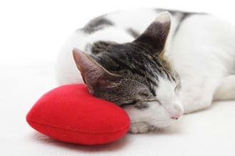 猫から『モテモテ』になるために必要な条件8つ　自然と距離が縮まる接し方とは？