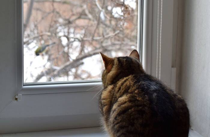 猫が思わず聞き入る『大好きな音』4選　心地よく感じる理由や活用法も解説