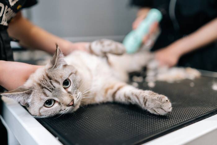 猫が排泄した後の『おしり』は拭いてあげるべき？　汚れているときの対処法や清潔を保つコツ