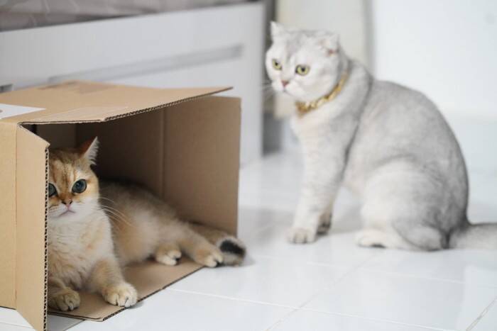 猫が『低い声』で鳴いているときの理由4つ　考えられる心理から取るべき対処法まで