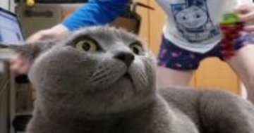 パパに『ウザ絡み』される凶暴猫→我慢の限界に達した結果…爆笑必至の『成敗っぷり』が67万再生「普通なら逃げるのにｗ」「もう勘弁してｗ」