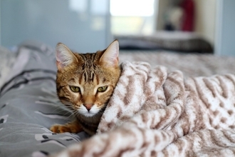 愛猫の便秘が『長期化したら危険信号』巨大結腸症の診断と治療の現実を獣医師が解説
