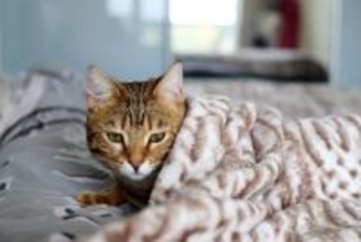 愛猫の便秘が『長期化したら危険信号』巨大結腸症の診断と治療の現実を獣医師が解説