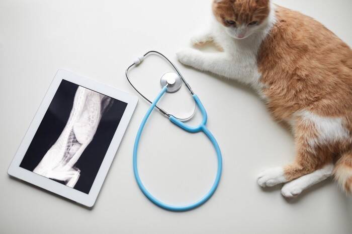 愛猫の便秘が『長期化したら危険信号』巨大結腸症の診断と治療の現実を獣医師が解説