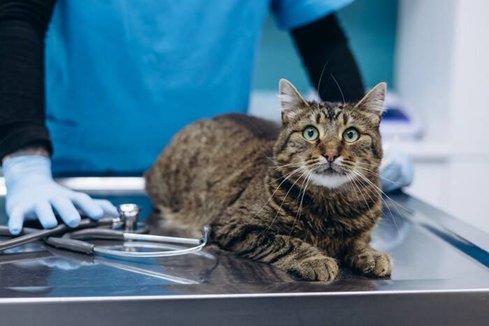 愛猫の便秘が『長期化したら危険信号』巨大結腸症の診断と治療の現実を獣医師が解説