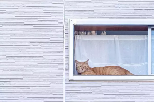 猫が『留守番中』に思っていること4つ　寂しさは感じているの？不安にさせないコツも