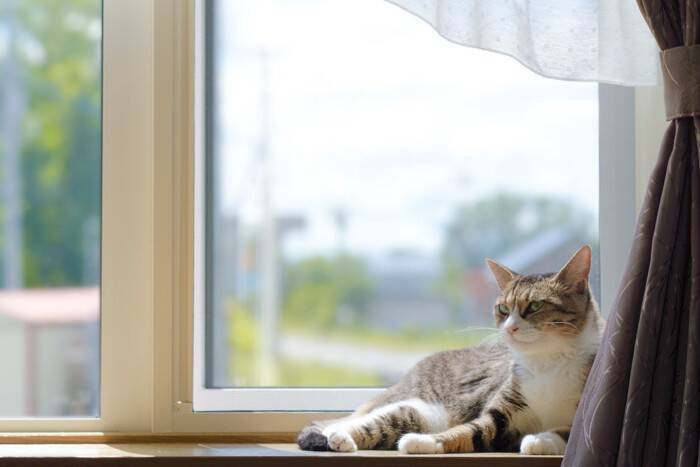 猫が『留守番中』に思っていること4つ　寂しさは感じているの？不安にさせないコツも