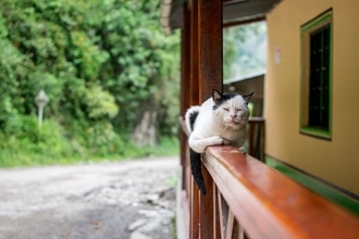 『高齢猫』と楽しく安全に遊ぶためのコツ5選　遊び時間の必要性やメリットまで解説