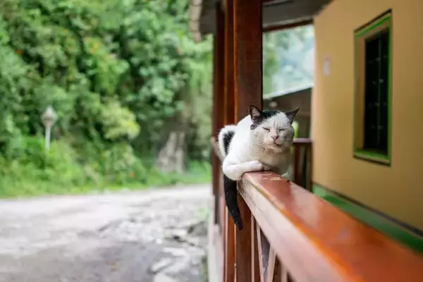 『高齢猫』と楽しく安全に遊ぶためのコツ5選　遊び時間の必要性やメリットまで解説