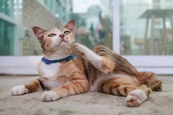 猫が口の周りを『やけに舐めている』ときの理由4つ　病気の可能性から対処法まで解説
