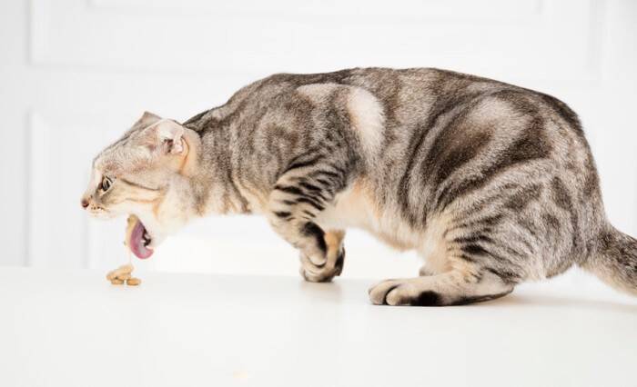 猫が口の周りを『やけに舐めている』ときの理由4つ　病気の可能性から対処法まで解説
