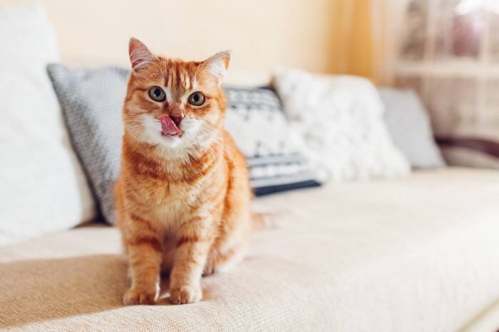 猫が口の周りを『やけに舐めている』ときの理由4つ　病気の可能性から対処法まで解説