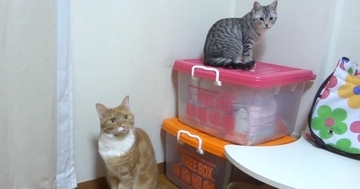 同じ場所にいる2匹の猫→『それぞれの名前』を呼んでみた結果…賢すぎる『完璧なリアクション』が56万再生「声がかわゆいｗｗ」「天才」
