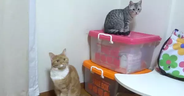 同じ場所にいる2匹の猫→『それぞれの名前』を呼んでみた結果…賢すぎる『完璧なリアクション』が56万再生「声がかわゆいｗｗ」「天才」