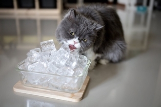 猫にとって逆効果となる『誤った暑さ対策』5選　起こりうるトラブルから正しい方法まで解説