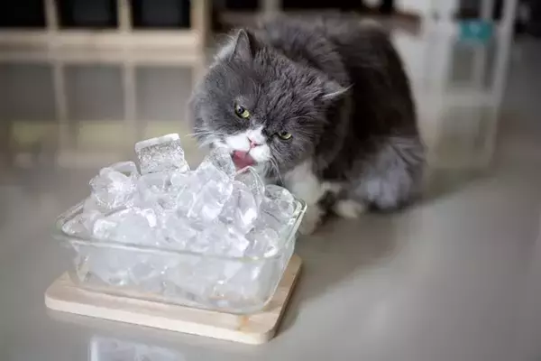 猫にとって逆効果となる『誤った暑さ対策』5選　起こりうるトラブルから正しい方法まで解説