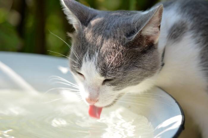 猫にとって逆効果となる『誤った暑さ対策』5選　起こりうるトラブルから正しい方法まで解説