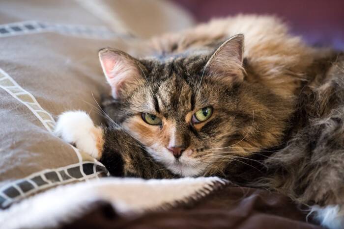 猫がストレスを抱えると起こりうる『心の病気』4選　見逃せない症状から予防策まで解説