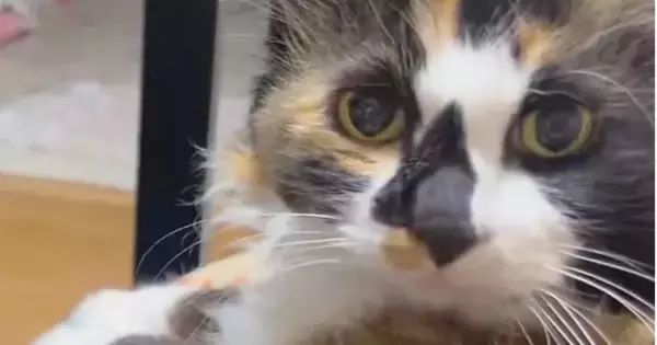 カメラを見たまま固まっていた猫たち→『動いて』と声をかけたら…まさかの行動に4万いいね「めっちゃ笑ったｗ」「しゃーねーなー」