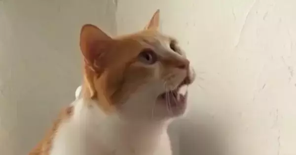 なでなでをおねだりする猫→飼い主の手が目の前で止まると…『可愛すぎる行動』に「いくらでも撫でちゃうｗ」「甘え上手だね」と17万再生