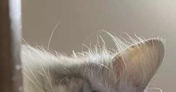 横になっていたらリモコンが落ちてきて…見上げると→猫の『まさかの表情』に2万いいね「大丈夫か？みたいなｗ」「観察されてる感がすごいｗ」