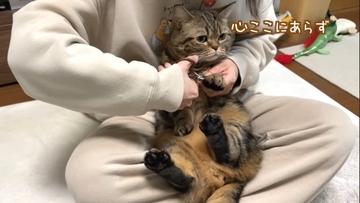 抱っこしただけなのに……嫌なことが起こると察知した『勘が鋭い猫』のリアクションに爆笑「賢すぎるｗ」「かわいいｗ」と5万9000再生