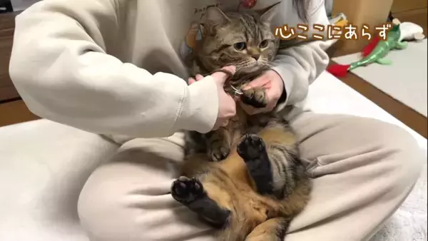 抱っこしただけなのに……嫌なことが起こると察知した『勘が鋭い猫』のリアクションに爆笑「賢すぎるｗ」「かわいいｗ」と5万9000再生