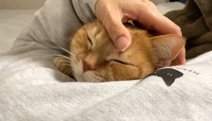 抱っこしただけなのに……嫌なことが起こると察知した『勘が鋭い猫』のリアクションに爆笑「賢すぎるｗ」「かわいいｗ」と5万9000再生