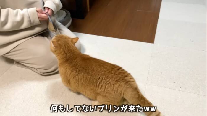 抱っこしただけなのに……嫌なことが起こると察知した『勘が鋭い猫』のリアクションに爆笑「賢すぎるｗ」「かわいいｗ」と5万9000再生