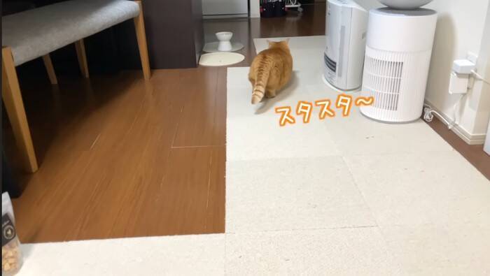 抱っこしただけなのに……嫌なことが起こると察知した『勘が鋭い猫』のリアクションに爆笑「賢すぎるｗ」「かわいいｗ」と5万9000再生