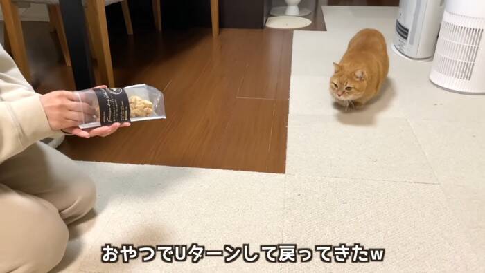 抱っこしただけなのに……嫌なことが起こると察知した『勘が鋭い猫』のリアクションに爆笑「賢すぎるｗ」「かわいいｗ」と5万9000再生