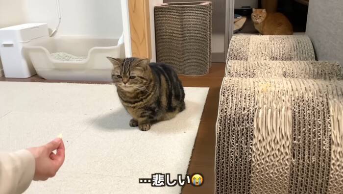 抱っこしただけなのに……嫌なことが起こると察知した『勘が鋭い猫』のリアクションに爆笑「賢すぎるｗ」「かわいいｗ」と5万9000再生