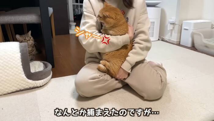 抱っこしただけなのに……嫌なことが起こると察知した『勘が鋭い猫』のリアクションに爆笑「賢すぎるｗ」「かわいいｗ」と5万9000再生
