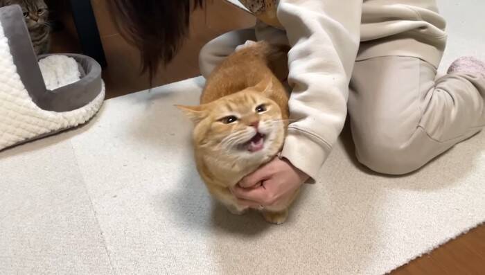 抱っこしただけなのに……嫌なことが起こると察知した『勘が鋭い猫』のリアクションに爆笑「賢すぎるｗ」「かわいいｗ」と5万9000再生