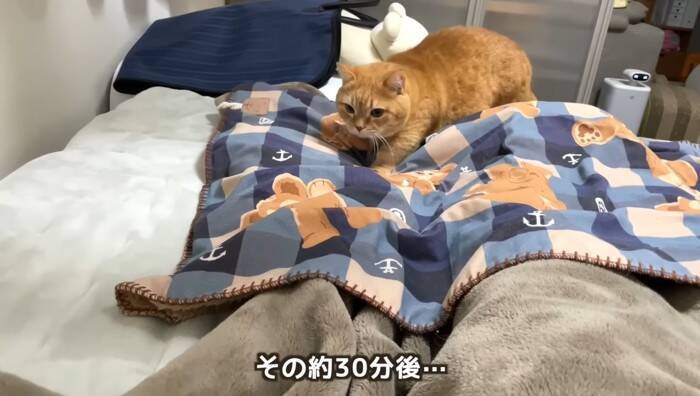 抱っこしただけなのに……嫌なことが起こると察知した『勘が鋭い猫』のリアクションに爆笑「賢すぎるｗ」「かわいいｗ」と5万9000再生
