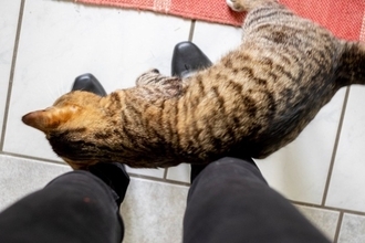 猫が飼い主の足元を『ウロウロ』する心理5つ　何気ない行動に隠れている愛猫からのメッセージとは