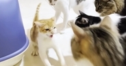 『狂暴な新入り子猫』に先住猫たちがとった対応とは…感動的すぎる『初対面の様子』が32万再生「なんて優しい世界」「涙が出た」