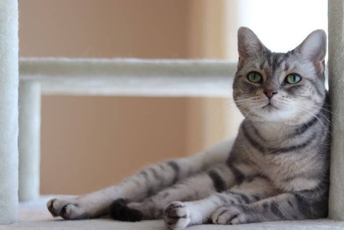 愛猫の『座り方』でわかる4つの心理　信頼や警戒のサインが隠れている？