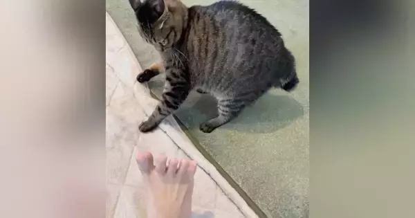 飼い主の『足の裏を見たネコ』→次の瞬間…327万再生された『衝撃のリアクション』に「めちゃめちゃ敵視ｗ」「超笑ったｗ」と爆笑の声