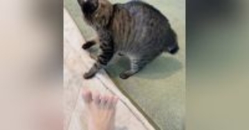 飼い主の『足の裏を見たネコ』→次の瞬間…327万再生された『衝撃のリアクション』に「めちゃめちゃ敵視ｗ」「超笑ったｗ」と爆笑の声