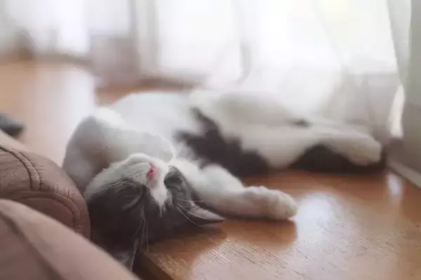 猫が信頼している人にみせる『寝相』5つ　無防備な姿に隠された心理とは