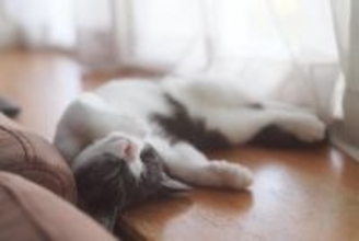 猫が信頼している人にみせる『寝相』5つ　無防備な姿に隠された心理とは