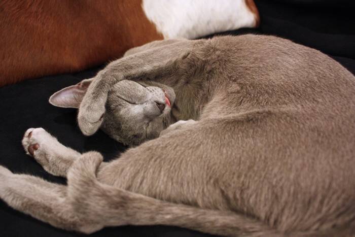 猫が信頼している人にみせる『寝相』5つ　無防備な姿に隠された心理とは