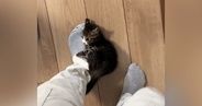 会社に行こうとしたら、『子猫』が……『まさかの行動』が可愛すぎると57万再生「猫に襲われてるので休みます」「一緒に行くかｗ」