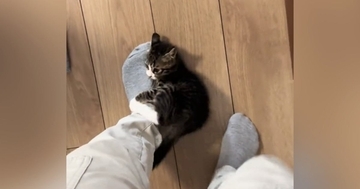 会社に行こうとしたら、『子猫』が……『まさかの行動』が可愛すぎると57万再生「猫に襲われてるので休みます」「一緒に行くかｗ」