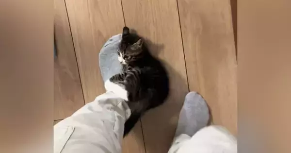 会社に行こうとしたら、『子猫』が……『まさかの行動』が可愛すぎると57万再生「猫に襲われてるので休みます」「一緒に行くかｗ」