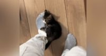 会社に行こうとしたら、『子猫』が……『まさかの行動』が可愛すぎると57万再生「猫に襲われてるので休みます」「一緒に行くかｗ」