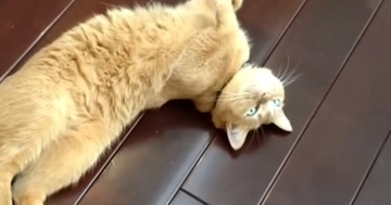 保護猫と暮らし始めて５年→『新築でピカピカだった家』が……変化した『家の様子』に反響「家も成長していくねｗ」「ほっこりｗ」と14万再生